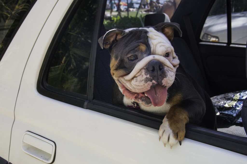 English Bulldog in Hawaii