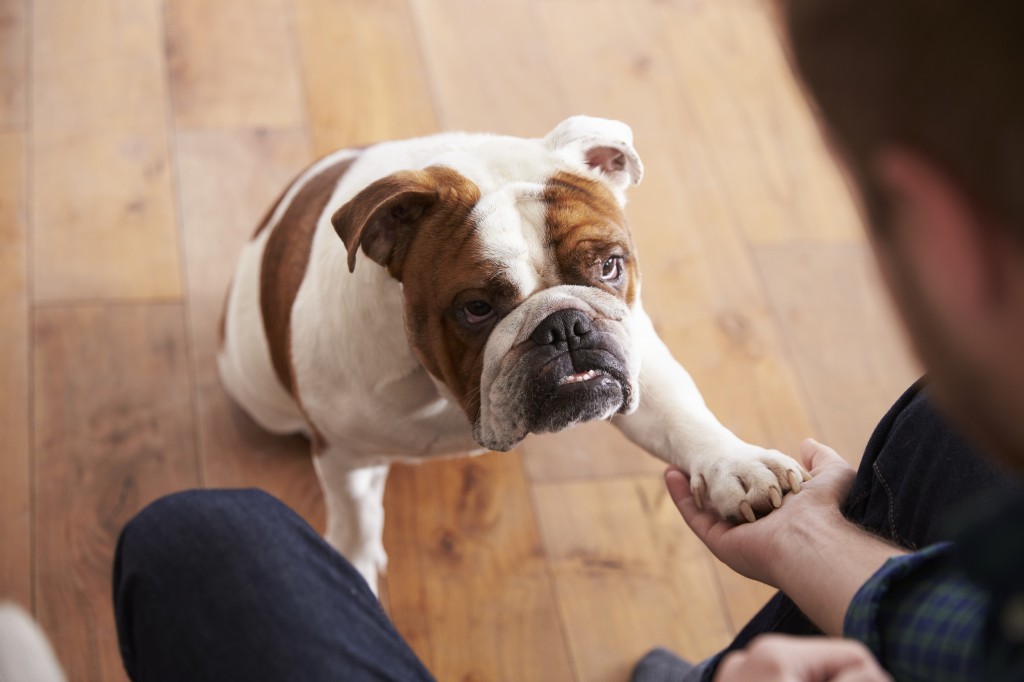 Bulldog playing with owner