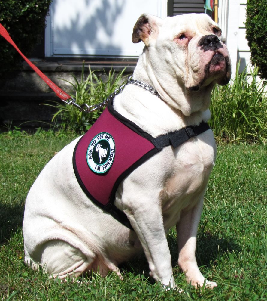 bulldog-service-therapy-emotional-dog