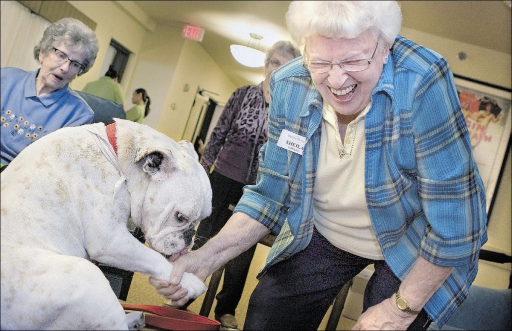 english-bulldog-therapy-service-emotional-dog