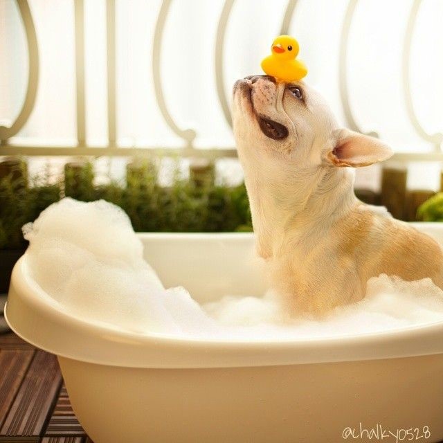 french-bulldog-bath-suds-yellow-rubber-duck